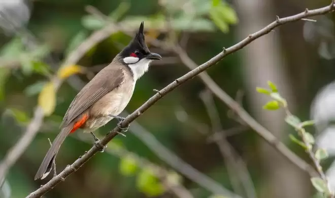 Chim Chào mào (Pycnonotus jocosus) có tiếng hót nhẹ nhàng, êm ái và rất dễ nghe. Chúng hót nhiều nhất vào sáng sớm. Tiếng hót của loài chim phổ biến này là một trong những âm thanh đặc trưng của làng quê Việt. Chim Chào mào là loại chim cảnh phổ biến nhất trong làng chim cảnh hiện nay tại Việt Nam.