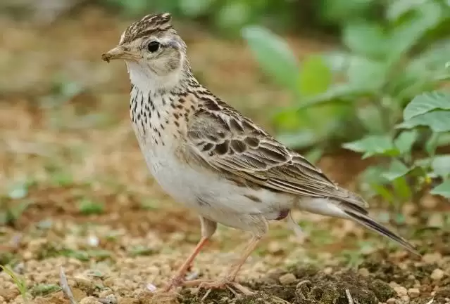 Chim sơn ca (Alauda gulgula) có ngoại hình không mấy nổi bật, nhưng được trời phú cho tiếng hót vang, trong và cao, nhiều âm điệu. Trong tự nhiên, loài chim này có tập tính bay vút lên cao, sau đó vừa hạ cánh vừa cất tiếng hót.