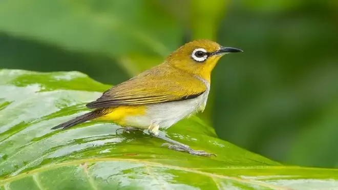 Chim vành Khuyên (Zosterops simplex) có tiếng hót nhẹ ngàng, trong trẻo, rất dễ &quot;mê hoặc&quot; người nghe. Chim Khuyên tuy không có tiếng hót hay được như Họa mi, Chào mào hay Sơn ca nhưng giọng hát của chúng mang nét hấp dẫn riêng, thánh thót, cao vút và trong veo; đặc biệt, chim khuyên có khả năng bắt chước giọng hót của một số loài chim khác như Chích chòe.