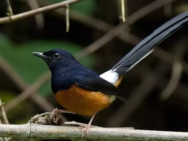 Chim chích chòe (Copsychus saularis) có tiếng hót trầm, với chất giọng rung như dây đàn violin, có các giọng hồi và giọng đổ. Chúng thường cất tiếng hót khi không gian yên tĩnh như thời điểm giữa trưa hoặc đêm tối.