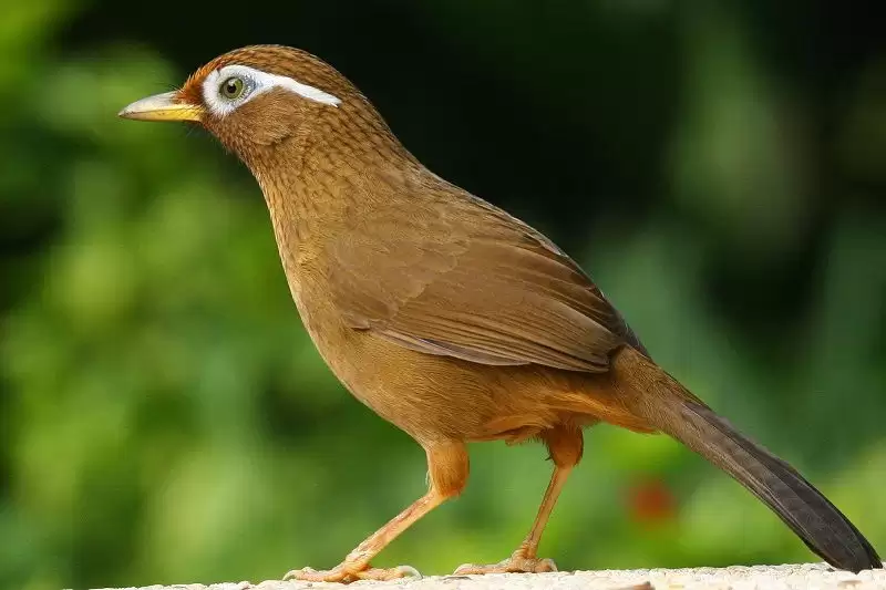 Những loại chim hoạ mi phổ biến