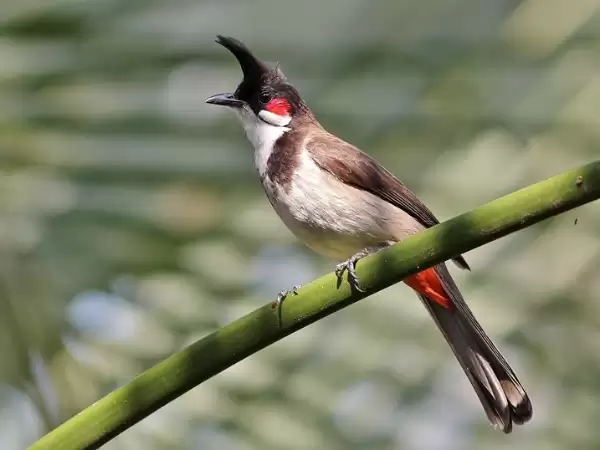 Phân loại chim chào mào