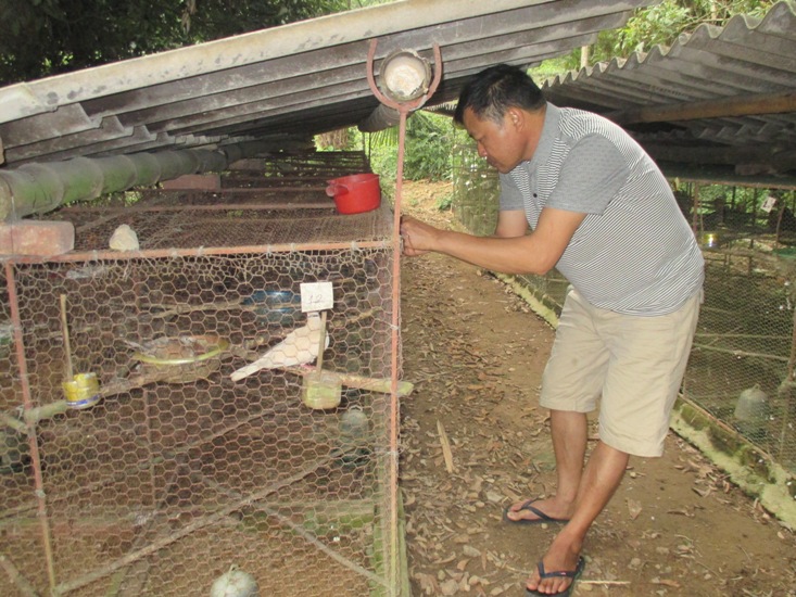 Thái Nguyên: Làm giàu từ nuôi chim cu gáy