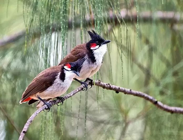 Thức ăn tươi cho chim chào mào