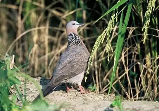 Tổng quan về chim Cu gáy và kỹ thuật nuôi chăm sóc chim Cu gáy