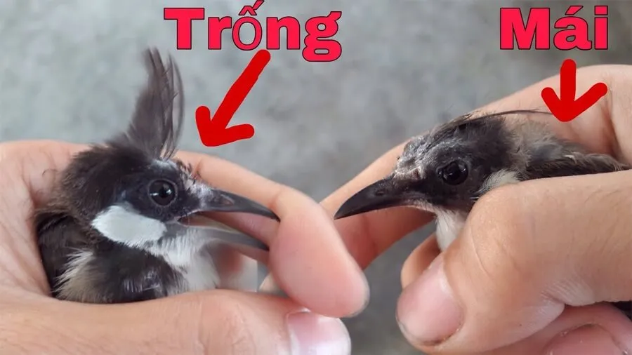 Chim Chào Mào Non Ăn Gì Và Chăm Sóc Như Thế Nào? Tìm Hiểu Ngay!