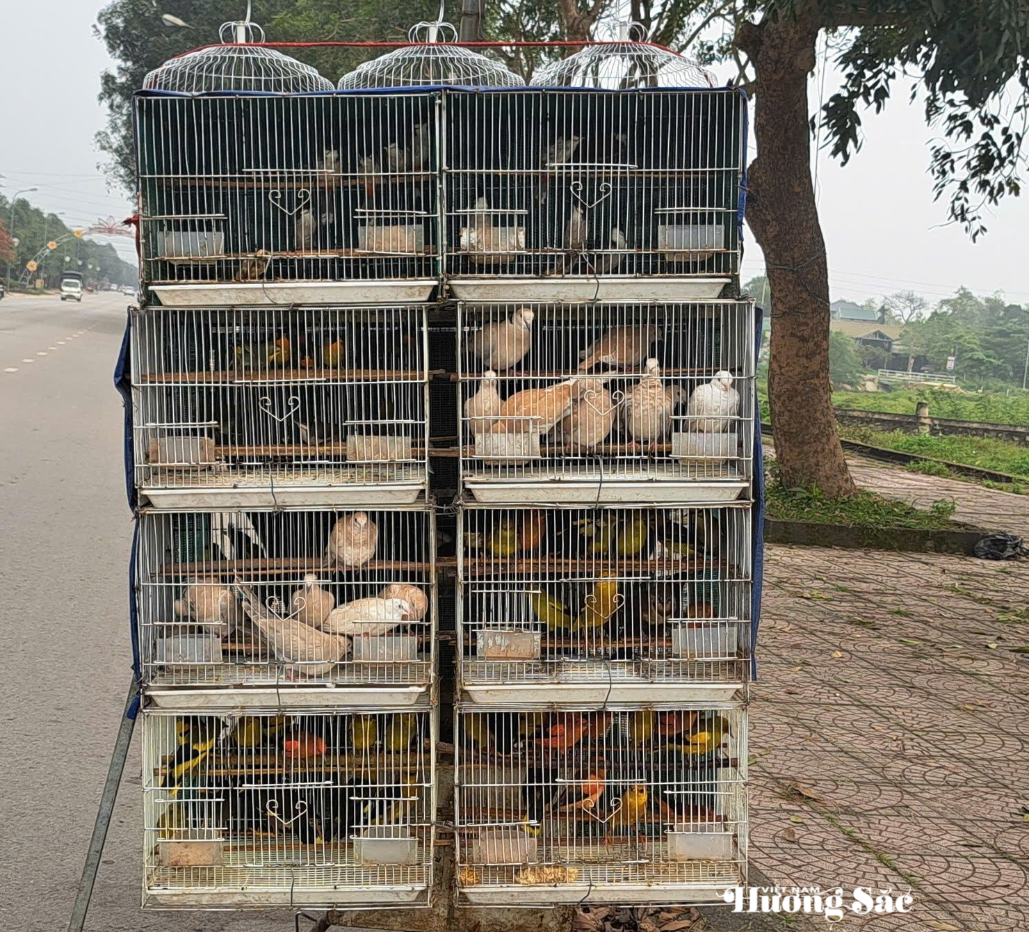 Nuôi nhốt chim hoang dã: Những thủ tục bắt buộc phải hoàn thiện