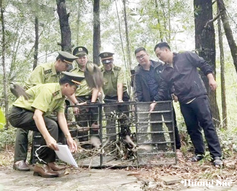 Nuôi nhốt chim hoang dã: Những thủ tục bắt buộc phải hoàn thiện