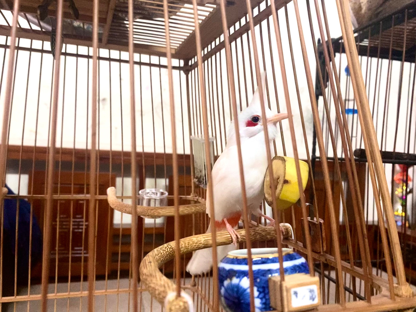 Trong ảnh là một "đấu sĩ" chào mào có mức giá 9 con số của anh Huy, đã mang về cho anh nhiều giải thưởng cao quý.