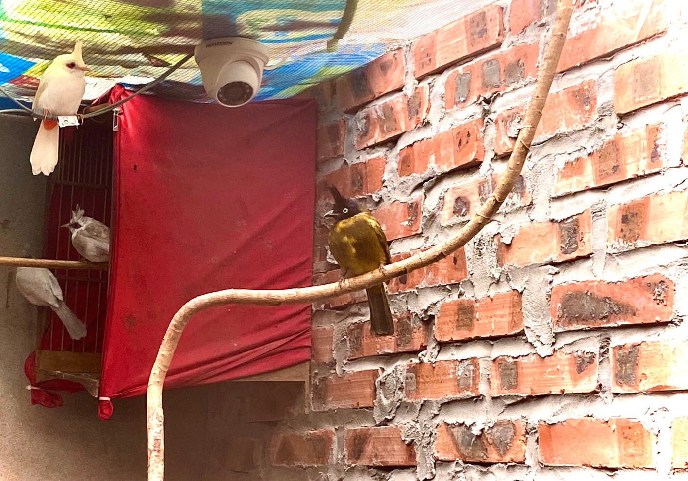 Một con chim chào mào núi có bộ lông đen pha vàng khá nổi bật giữa đàn chim chào mào bạch tạng của anh Huy.