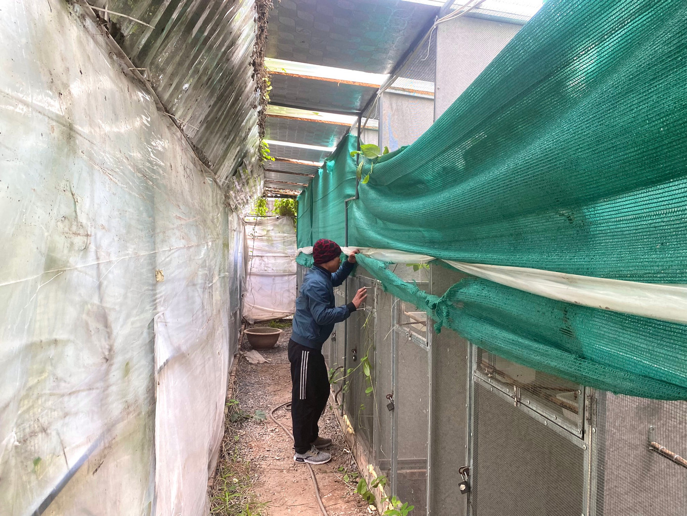 Trại chim chào mào đột biến đắt đỏ chuyên đấu hót của ông chủ Hà thành