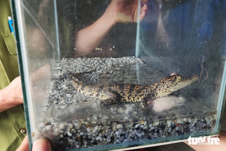 Nuôi động vật hoang dã làm thú cưng: Coi chừng phạm luật - Ảnh 3.