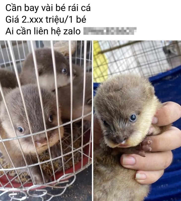 Nuôi động vật hoang dã làm thú cưng: Coi chừng phạm luật