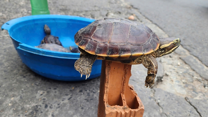 hoang dã - Ảnh 2.