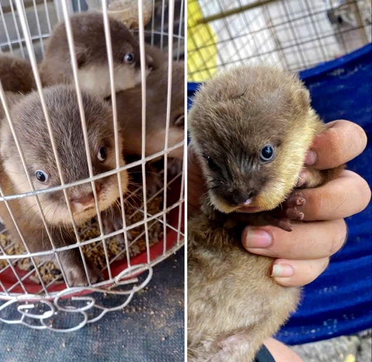 Nuôi động vật hoang dã làm thú cưng: Coi chừng lãnh án - Ảnh 4.