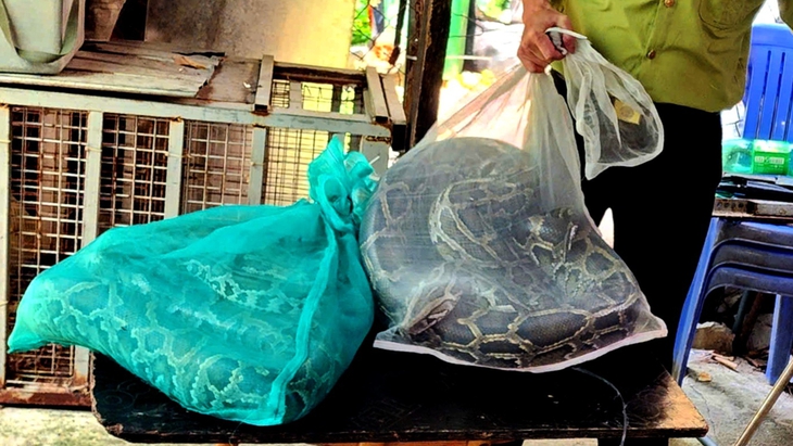 Nuôi động vật hoang dã làm thú cưng: Hàng càng ‘độc lạ’ càng dễ lãnh án